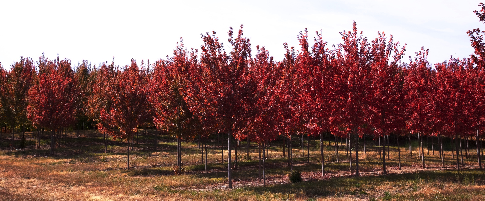 Contact Laurel Tree Farms