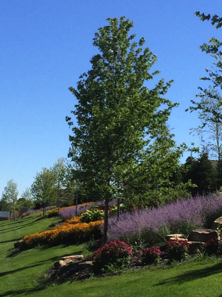 Residential Tree and Landscaping Services